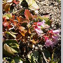 Shortia soldanelloides