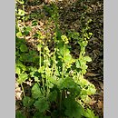 Tellima grandiflora (telima wielkokwiatowa)