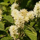 Fothergilla (fotergilla)