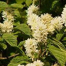 Fothergilla gardenii (fotergilla Gardena)