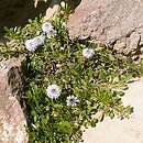 Globularia cordifolia (kulnik sercolistny)