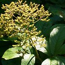 Rodgersia pinnata (rodgersia pierzasta)