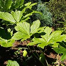 Podophyllum emodi (stopowiec himalajski)