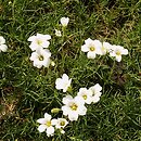 Cherleria circassica (mokrzyca kaukaska)