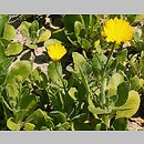 Calendula suffruticosa