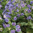 Geranium ×magnificum (bodziszek wspaniały)