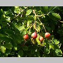 Rosa giraldii (róża Giralda)