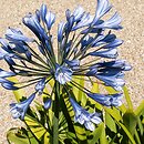 Agapanthus (agapant)