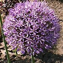 czosnki (Allium) w ogrodzie