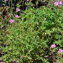 Geranium endressii (bodziszek Endressa)