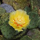 Opuntia humifusa (opuncja płożąca)