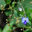 Rotheca myricoides ssp. myricoides