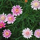 Argyranthemum frutescens (argyrantema krzewiasta)