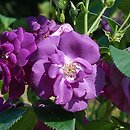 Rosa hort. Rhapsody in Blue