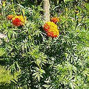 Tagetes erecta (aksamitka wzniesiona)