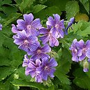 bodziszki (Geranium) w ogrodzie