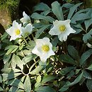 Helleborus niger (ciemiernik biały)