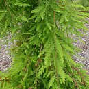 Taxodium distichum Profesor W. Bugała