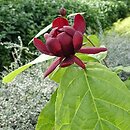 Calycanthus ×raulstonii (kielichowiec Raulstona)