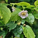 Calycanthus chinensis (kielichowiec chiński)