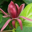 Calycanthus fertilis (kielichowiec plenny)