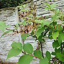 Syringa tomentella Rosea