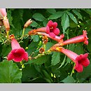 Campsis radicans (milin amerykański)