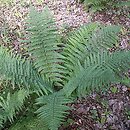 Dryopteris filix-mas (nerecznica samcza)