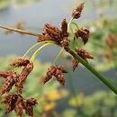 Schoenoplectus lacustris (oczeret jeziorny)