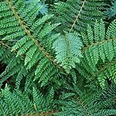 Polystichum setiferum (paprotnik szczecinkozębny)