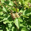 Physocarpus capitatus (pęcherznica główkowa)