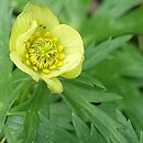 Trollius laxus (pełnik amerykański)