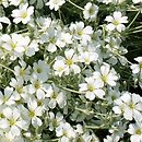 Cerastium biebersteinii (rogownica Biebersteina)