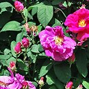 Rosa hort. Thory (gallica)