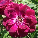 Rosa hort. Burgundy Iceberg