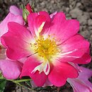 Rosa hort. Drift Pink