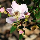 Rosa hort. Heideröslein