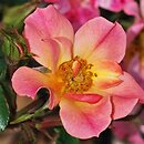 Rosa hort. INTERhappy