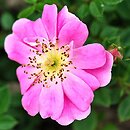 Rosa hort. Intropi