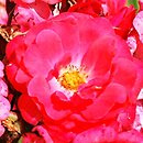 Rosa hort. Kormuse