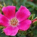 Rosa hort. Tommelise