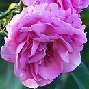 Rosa hort. Louise Odier