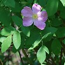 Rosa hort. Maria Magdalena