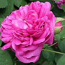 Rosa hort. Rose de Resht