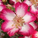 Rosa hort. Star Profusion