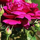 Rosa hort. AUSroyal