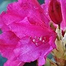 Rhododendron August Lamken