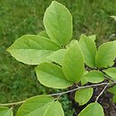 ×Sycoparrotia semidecidua (sykoparrocja)