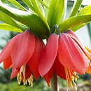 Fritillaria (szachownica)