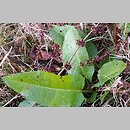 Rumex obtusifolius (szczaw tępolistny)